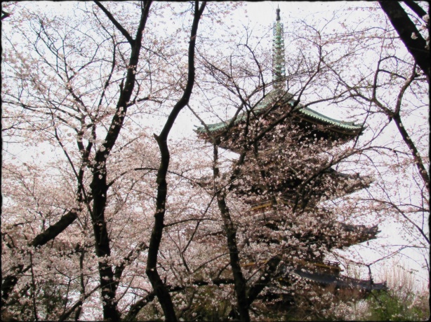 Sakura at the Ueno Park